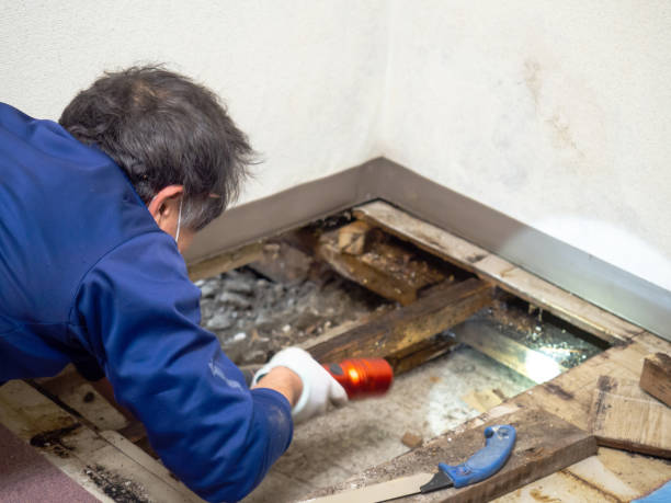 Best Crawl Space Mold Removal  in Glen Ridge, NJ