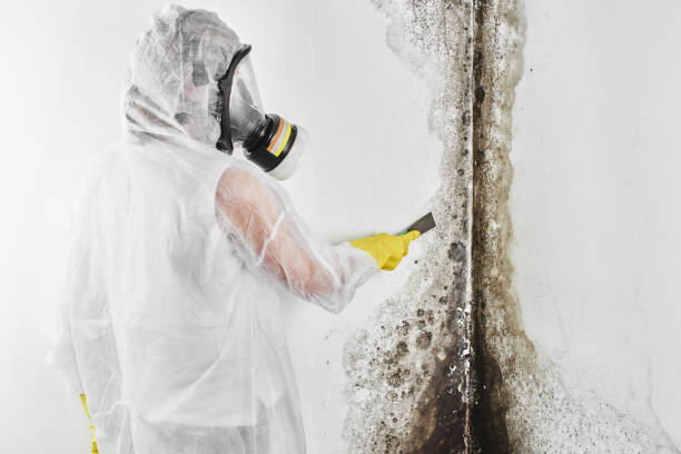 Best Residential Mold Removal  in Glen Ridge, NJ