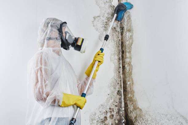 Best Home Mold Removal  in Glen Ridge, NJ