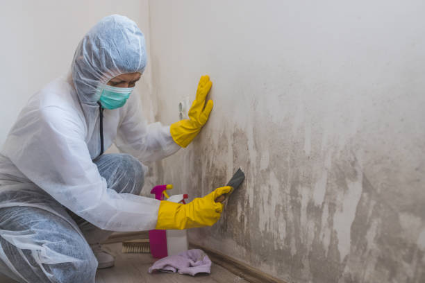 Best Toxic Mold Removal  in Glen Ridge, NJ