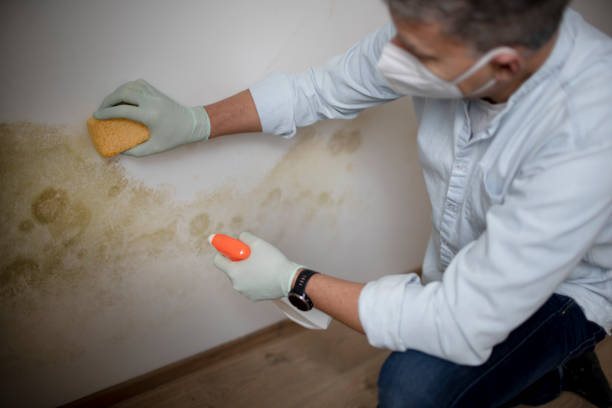 Best Mold Removal and Inspection  in Glen Ridge, NJ