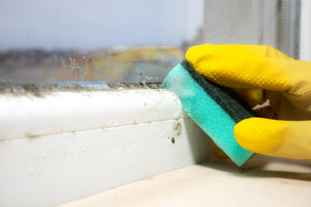 Best Fast Mold Removal  in Glen Ridge, NJ