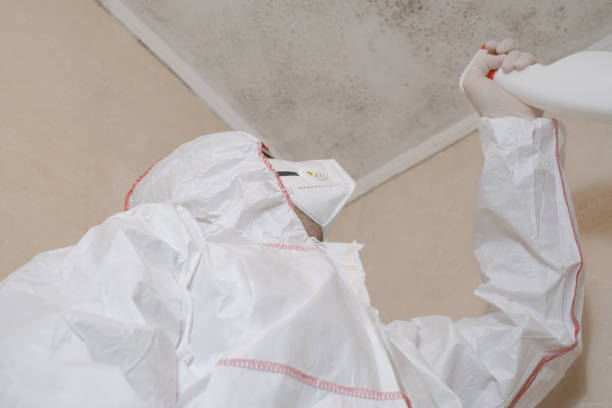 Mold Removal Process in Glen Ridge, NJ