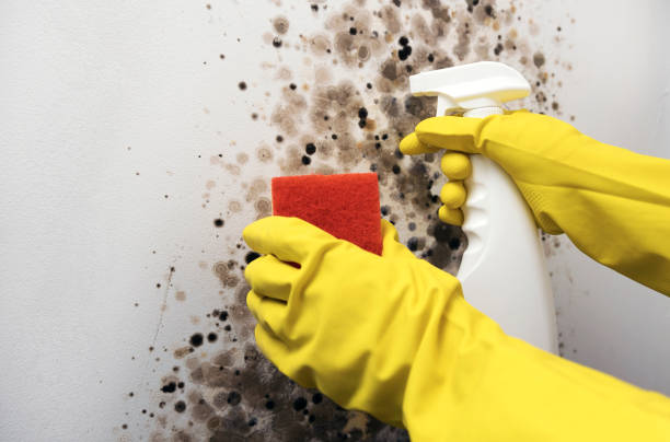 Best Mold Cleaning Services  in Glen Ridge, NJ