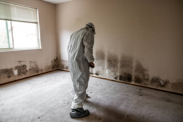 Best Local Mold Removal Service  in Glen Ridge, NJ