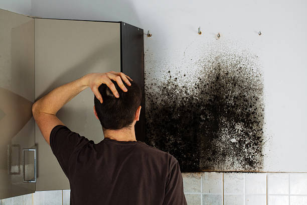 Best Mold Removal Company Near Me  in Glen Ridge, NJ