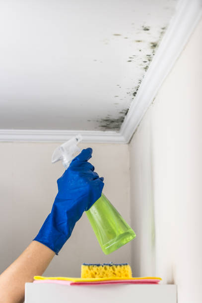 Best Attic Mold Removal  in Glen Ridge, NJ
